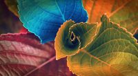 Colors of Leaves372636103 200x110 - Colors of Leaves - Plant, Leaves, Iceland's, Colors, Colorful, Autumn